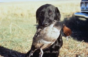 dog retrieving a bird