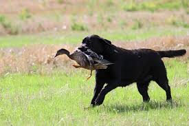 hunting dog