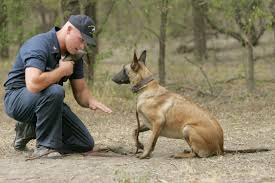 trainer working with dog on lying down